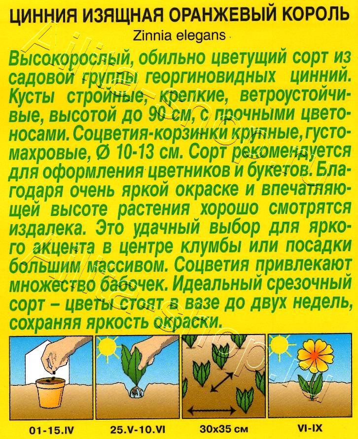 Цинния Оранжевый король 0,3г