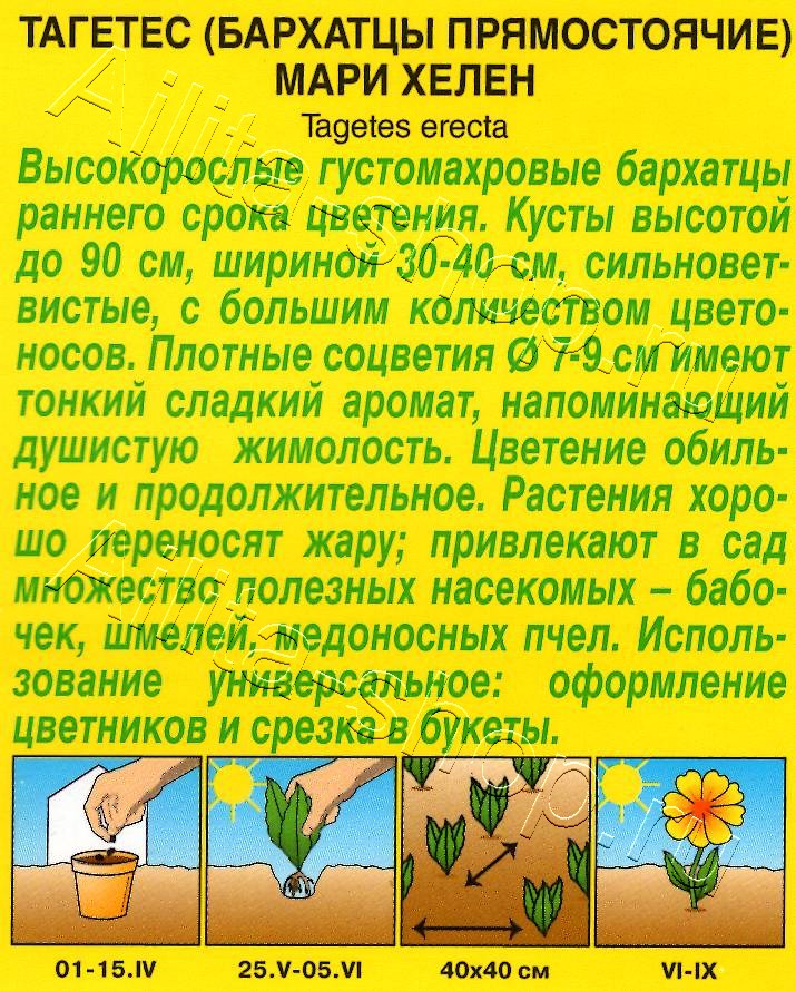 Бархатцы Мари Хелен прямостоячие 0,3г