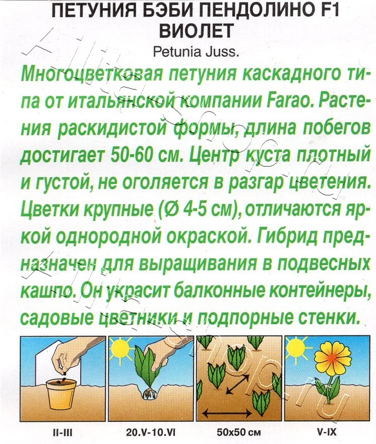 Петуния Бэби пендолино F1 виолет 5шт