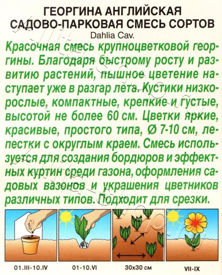 Георгина Английская садово-парковая, смесь сортов 0,3г