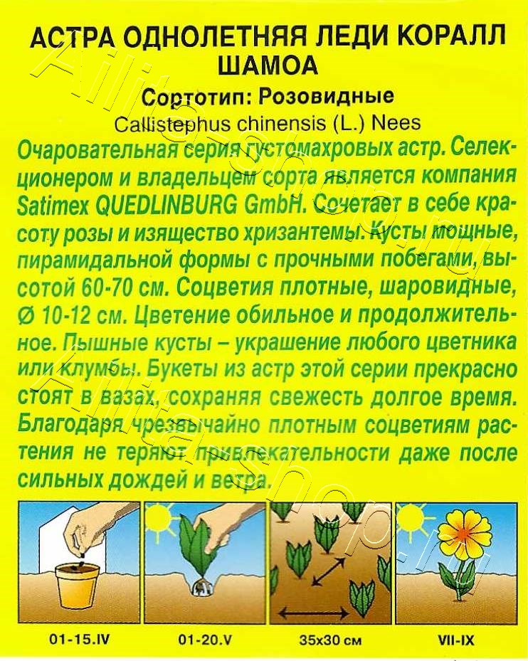 Астра Леди Коралл шамоа 25шт