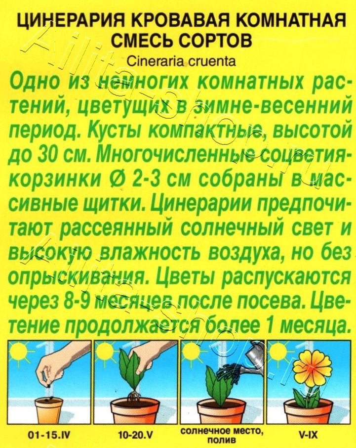 Цинерария Комнатная, смесь сортов 30шт