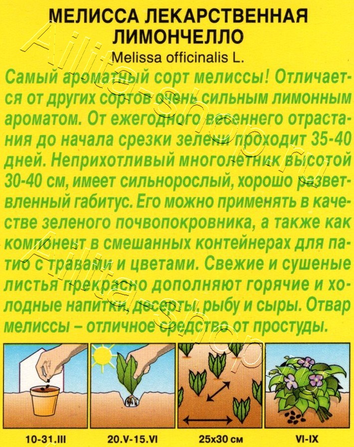 Мелисса лекарственная Лимончелло 5шт