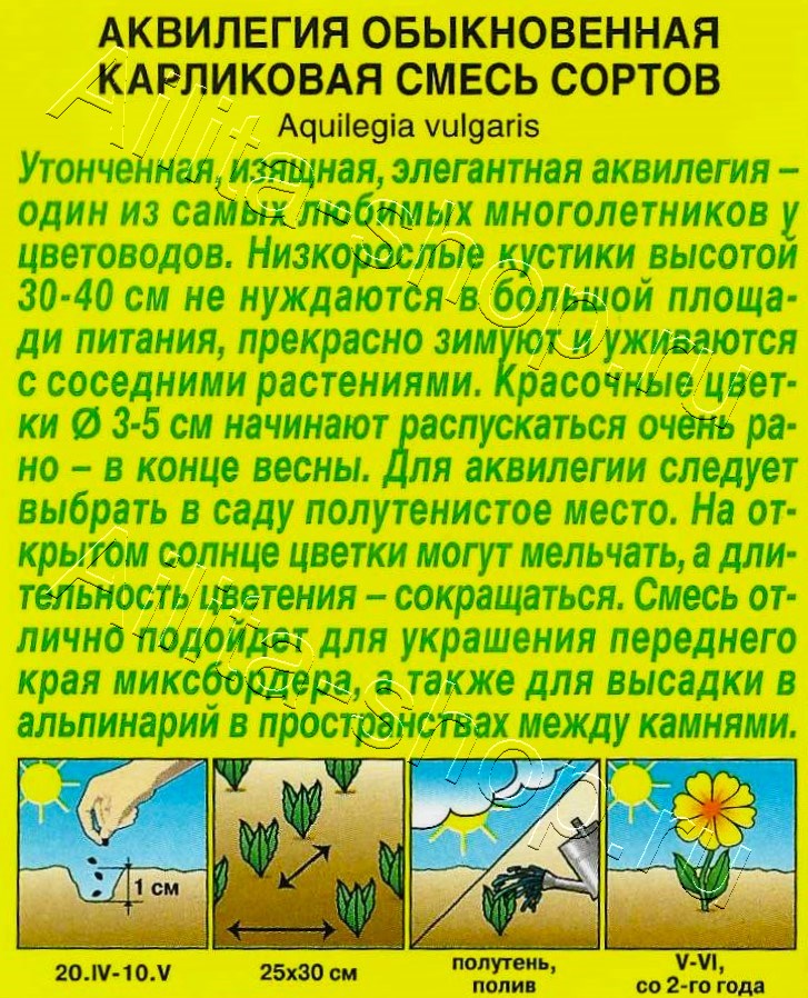 Аквилегия Карликовая, смесь сортов 0,1г