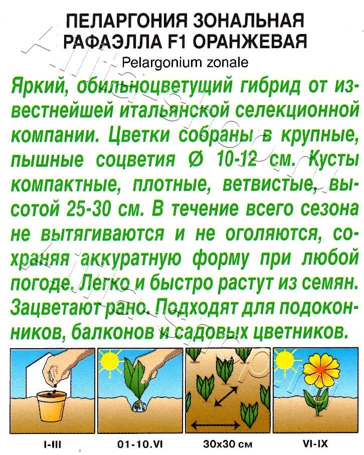 Пеларгония Рафаэлла F1 оранжевая 5шт