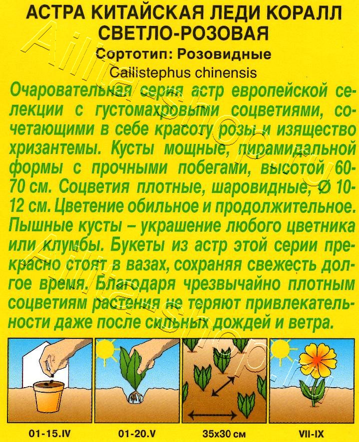 Астра Леди Коралл светло-розовая 25шт