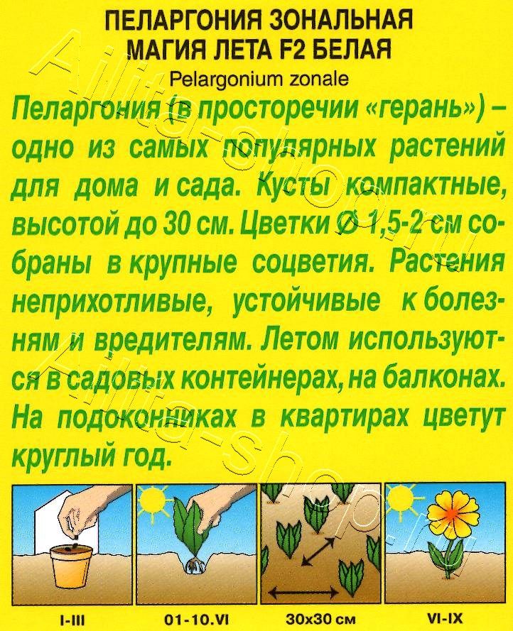 Пеларгония Магия лета F2 белая 5шт