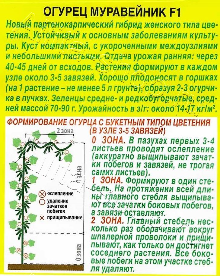 Огурец Муравейник F1 10шт
