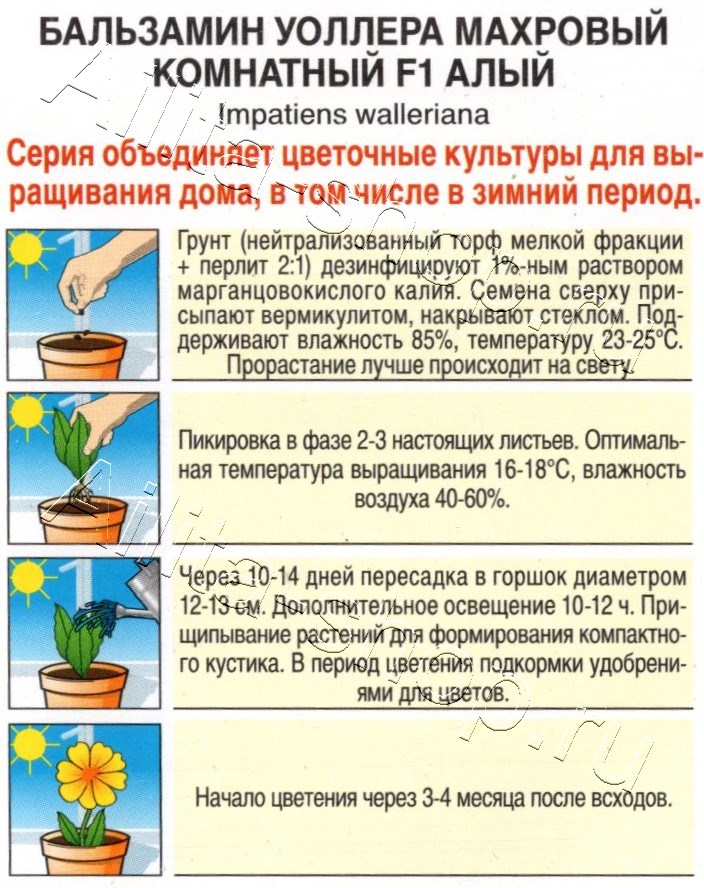 Бальзамин Махровый комнатный F1 алый 5шт