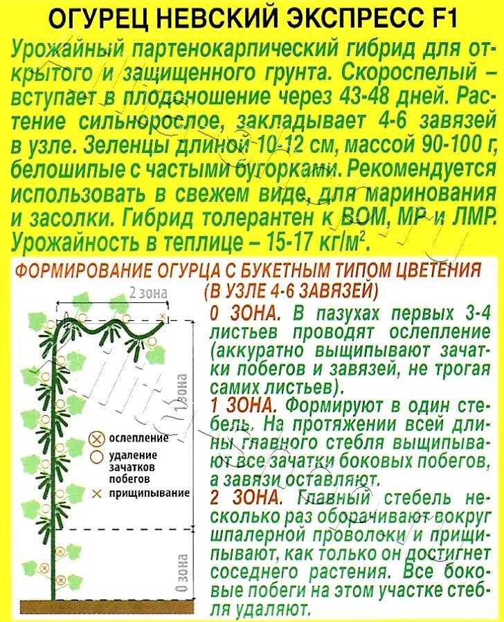 Огурец Невский экспресс F1 10шт