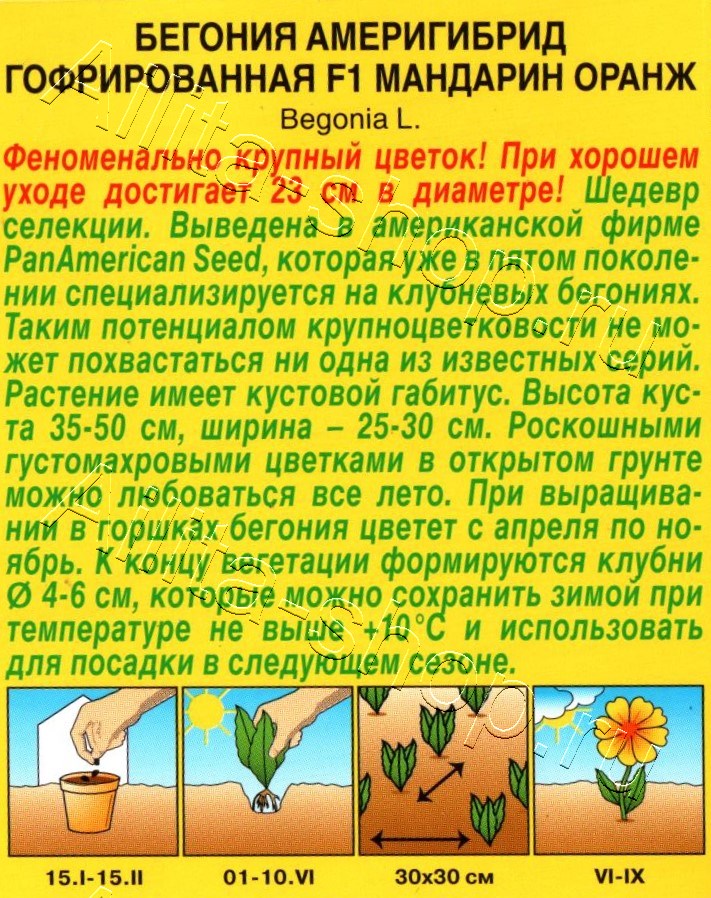 Бегония Америгибрид гофрированная F1 мандарин оранж 5шт