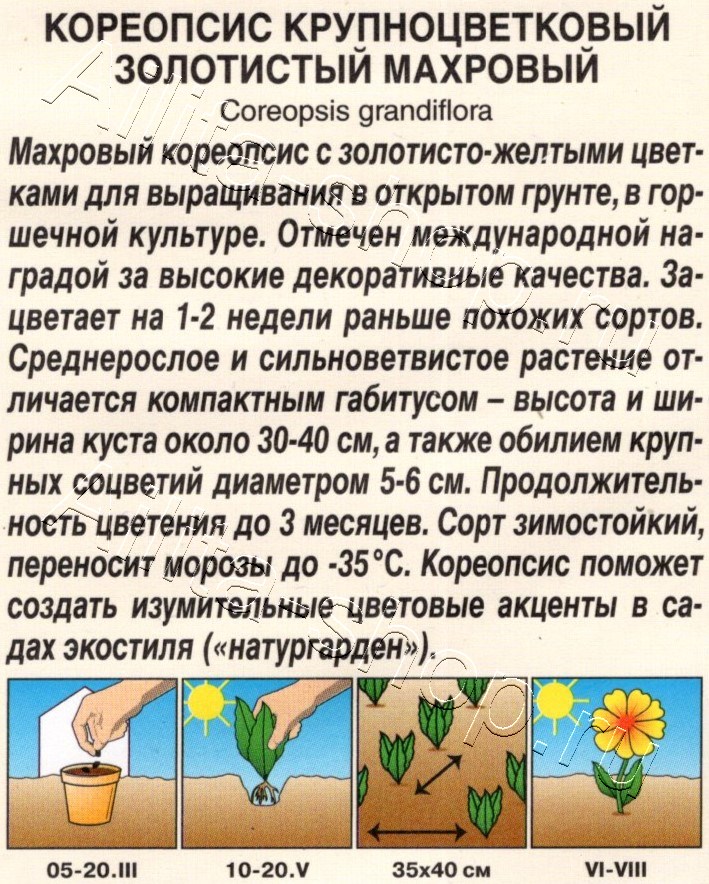 Кореопсис крупноцветковый Золотистый махровый 15шт