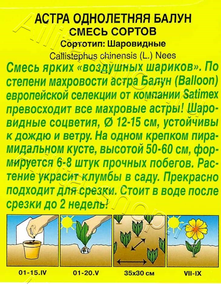 Астра Балун, смесь сортов 25шт