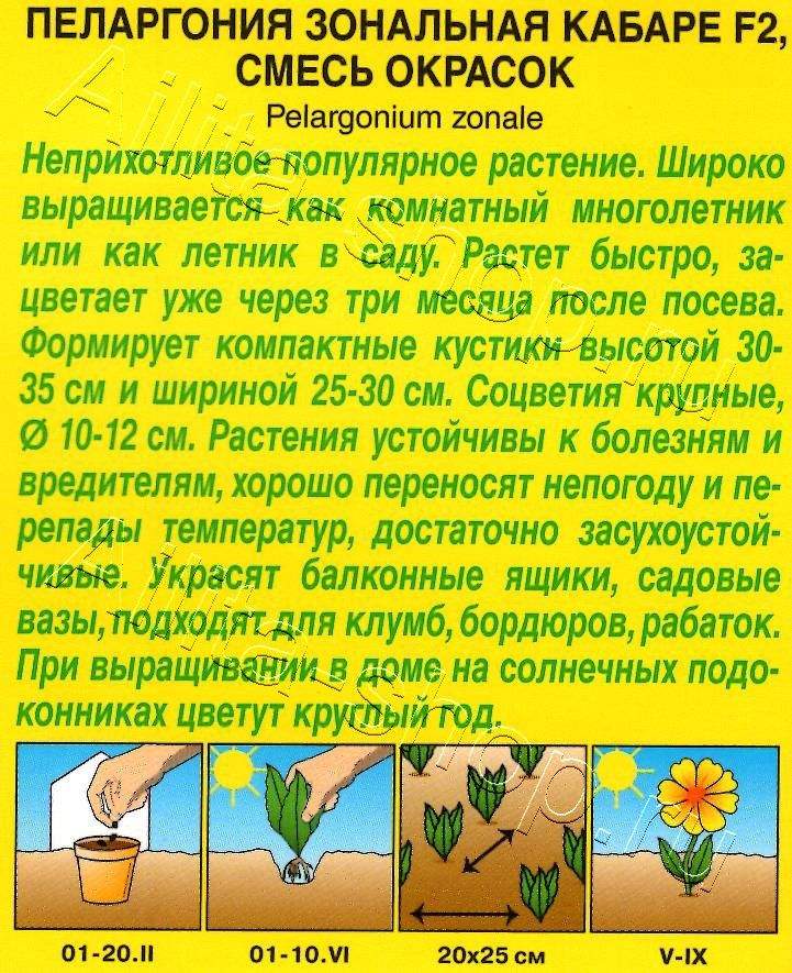 Пеларгония Кабаре F2, смесь окрасок 5шт