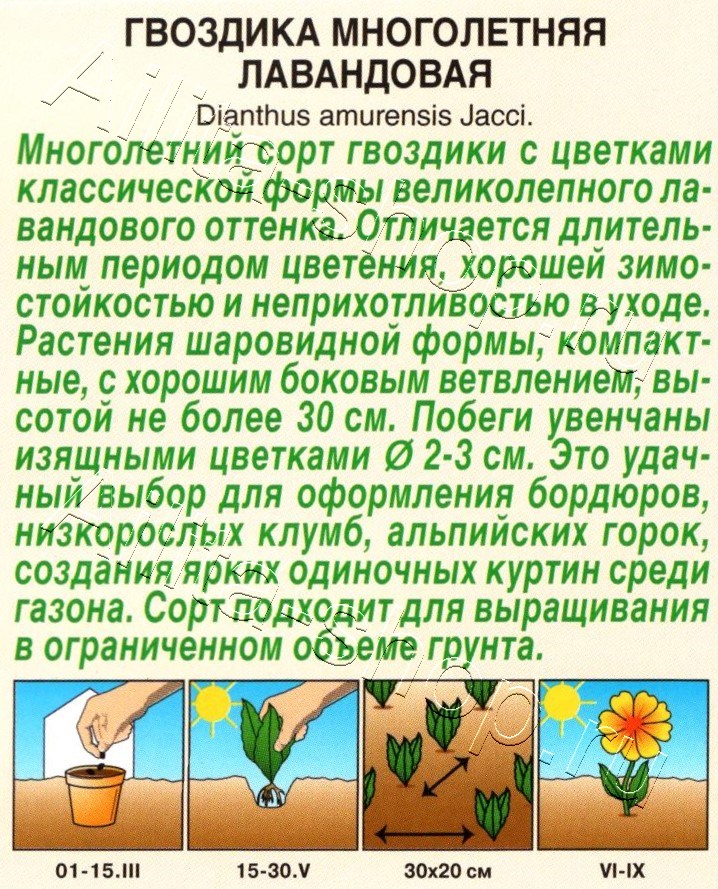 Гвоздика многолетняя лавандовая 0,1г