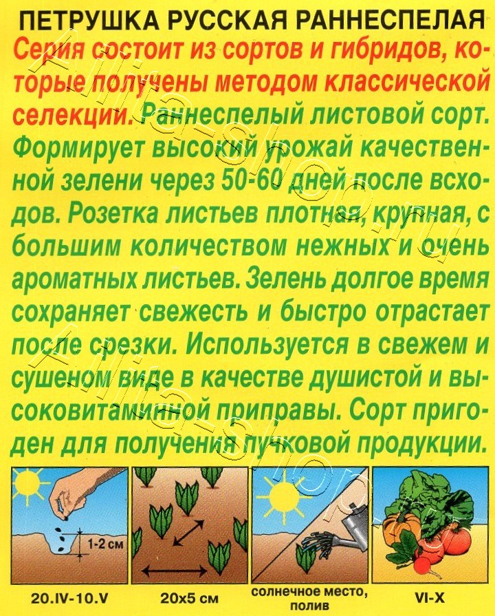 Петрушка листовая Русская раннеспелая 2г