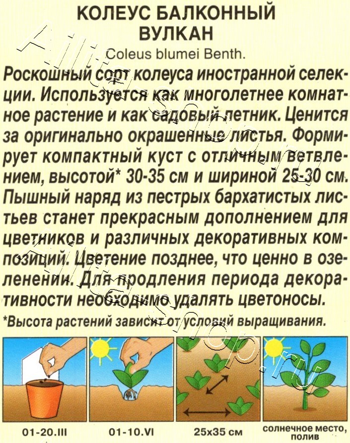 Колеус балконный Вулкан 5шт