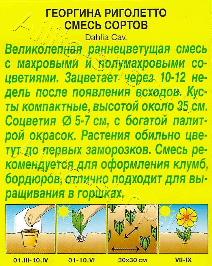Георгина Риголетто, смесь сортов 7шт