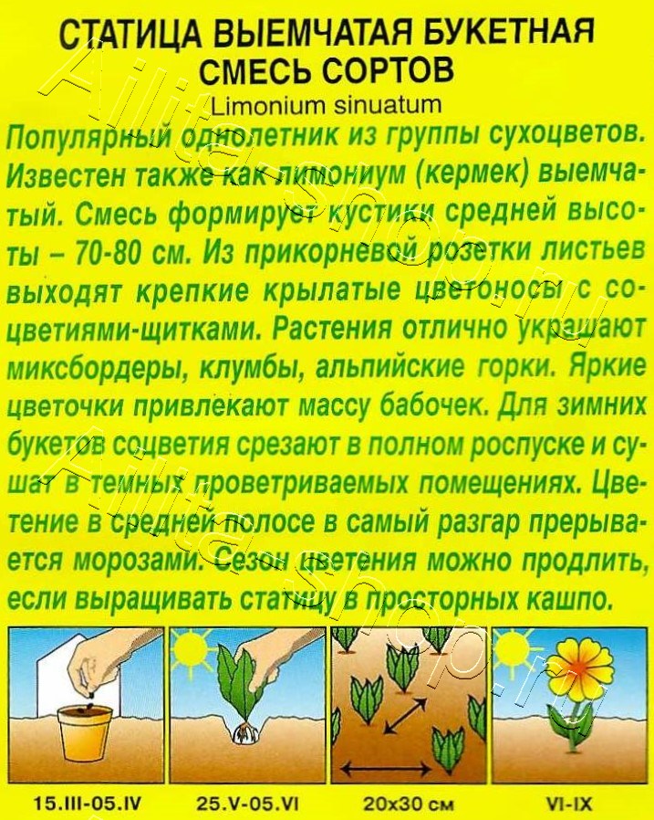 Статица Букетная, смесь сортов 0,1г