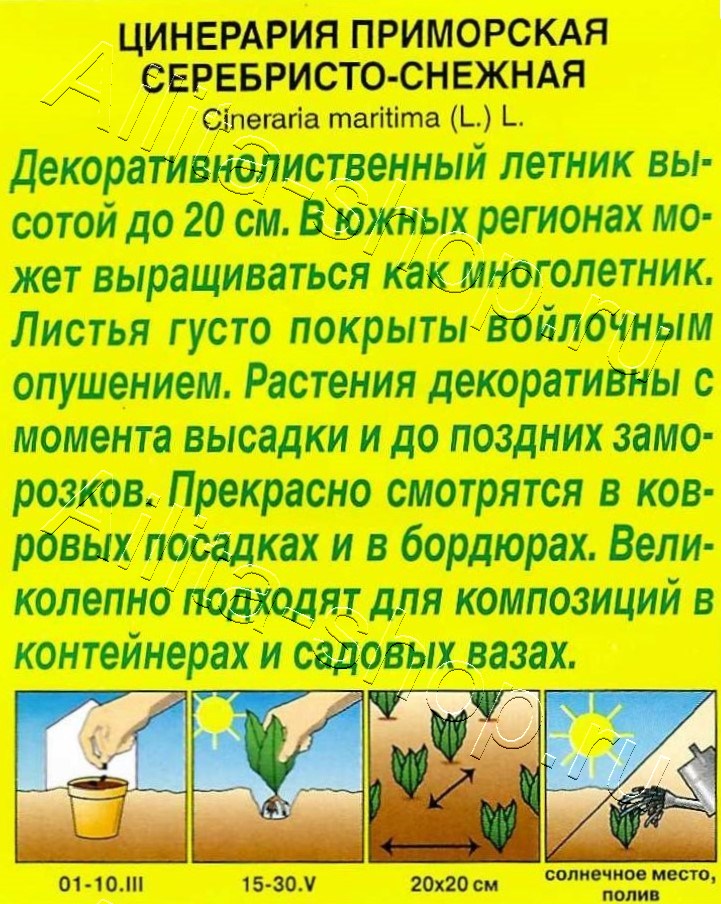 Цинерария Серебристо-снежная 0,05г