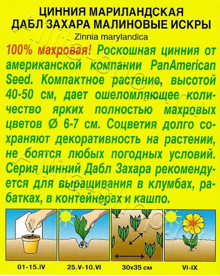 Цинния Дабл Захара малиновые искры 5шт