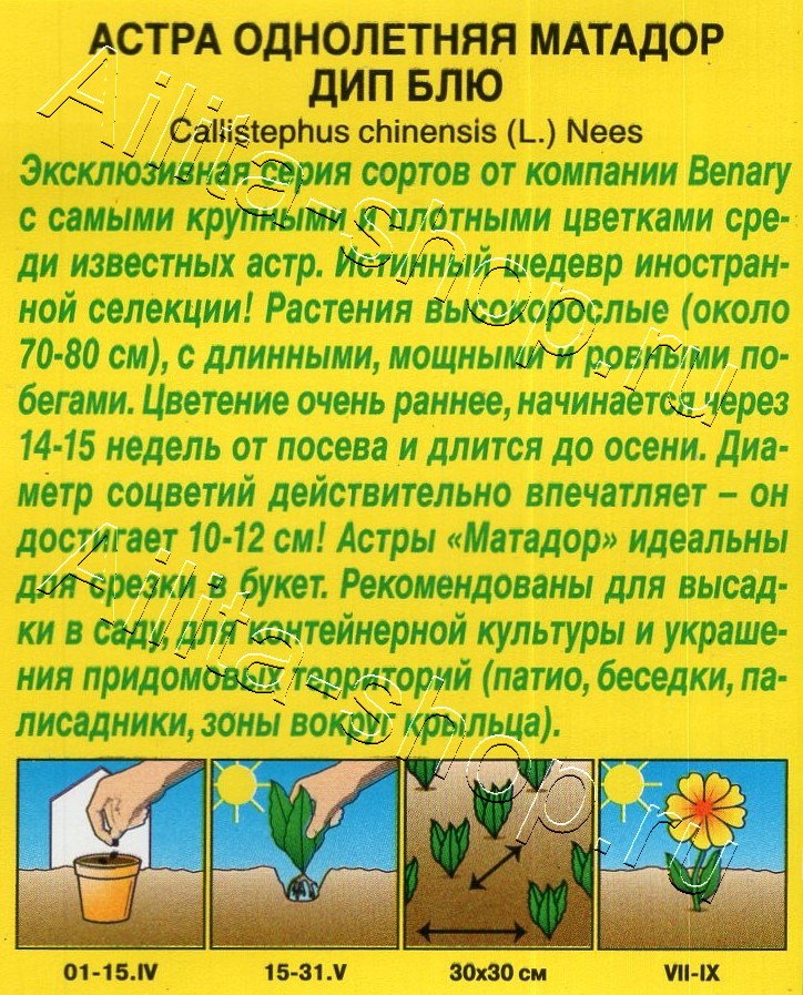 Астра Матадор дип блю 10шт