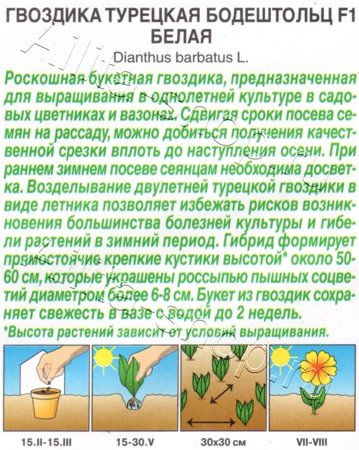 Гвоздика турецкая Бодештольц F1 белая 7шт