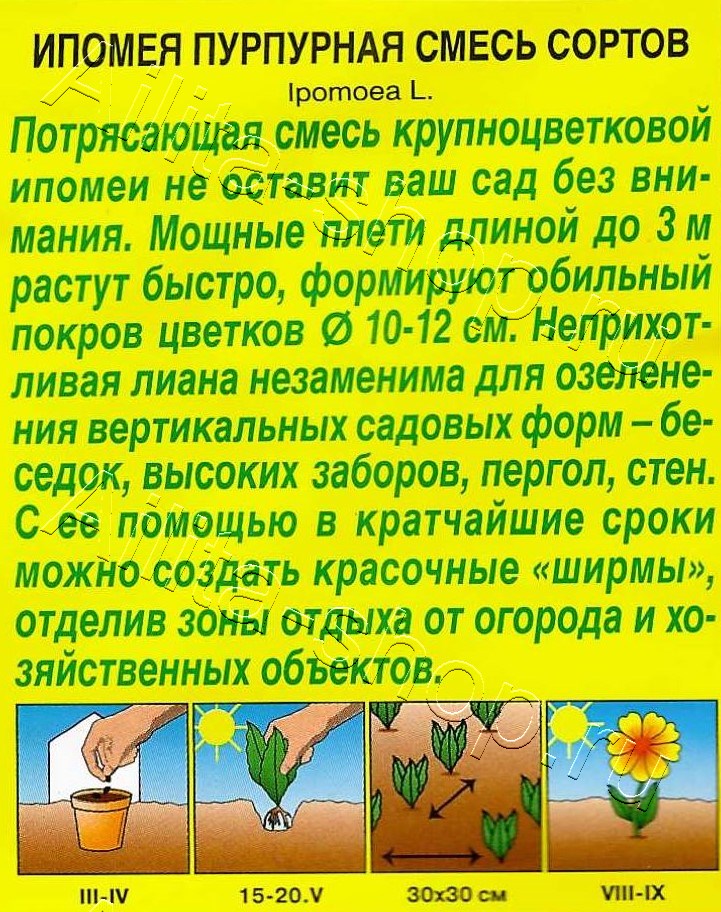 Ипомея Пурпурная, смесь окрасок 0,5г