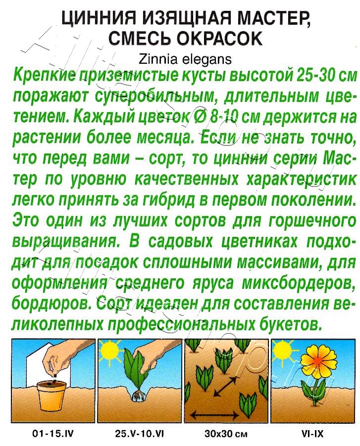 Цинния Мастер, смесь окрасок 100% махровая 12шт