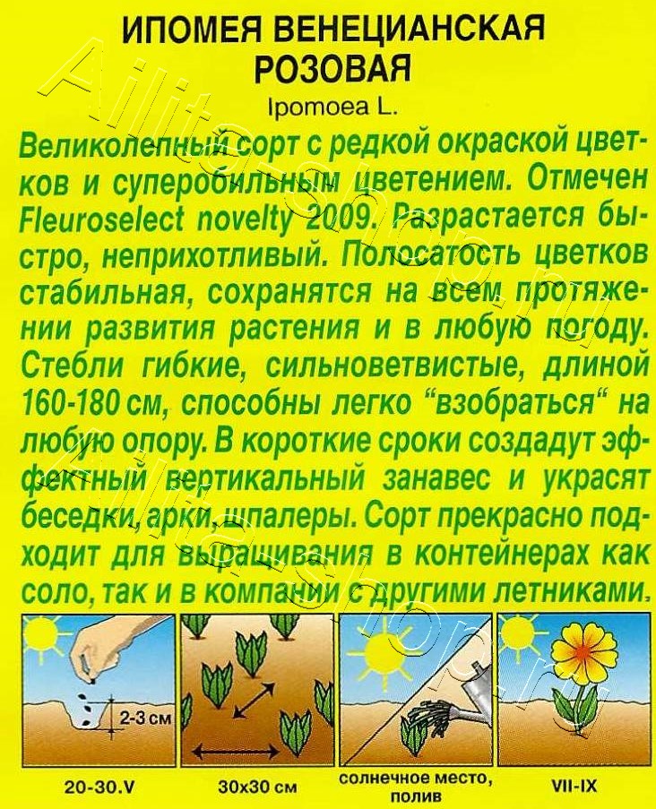 Ипомея Венецианская розовая 9шт