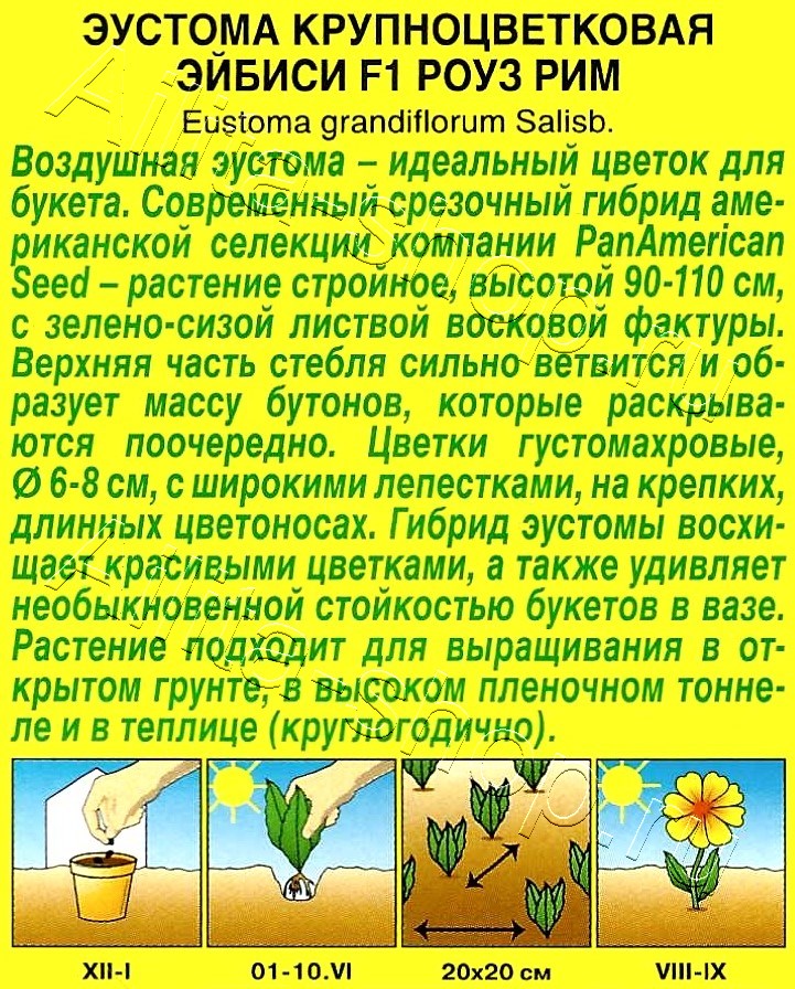 Эустома Эйбиси F1 роуз рим крупноцветковая махровая 5шт