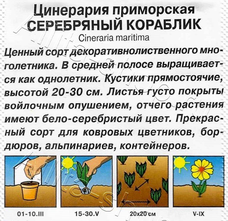 Цинерария Серебряный кораблик 0,05г