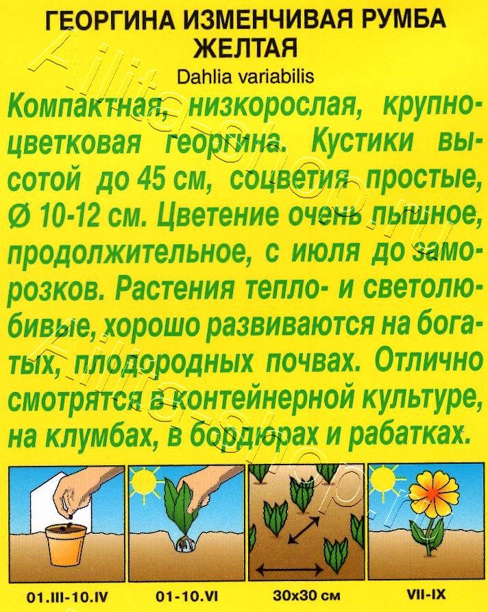 Георгина Румба желтая 0,3г