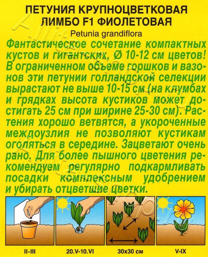 Петуния Лимбо F1 фиолетовая крупноцветковая 7шт