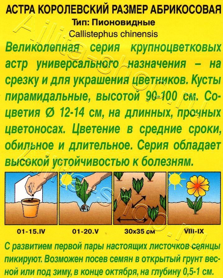 Астра Королевский размер абрикосовая 0,1г