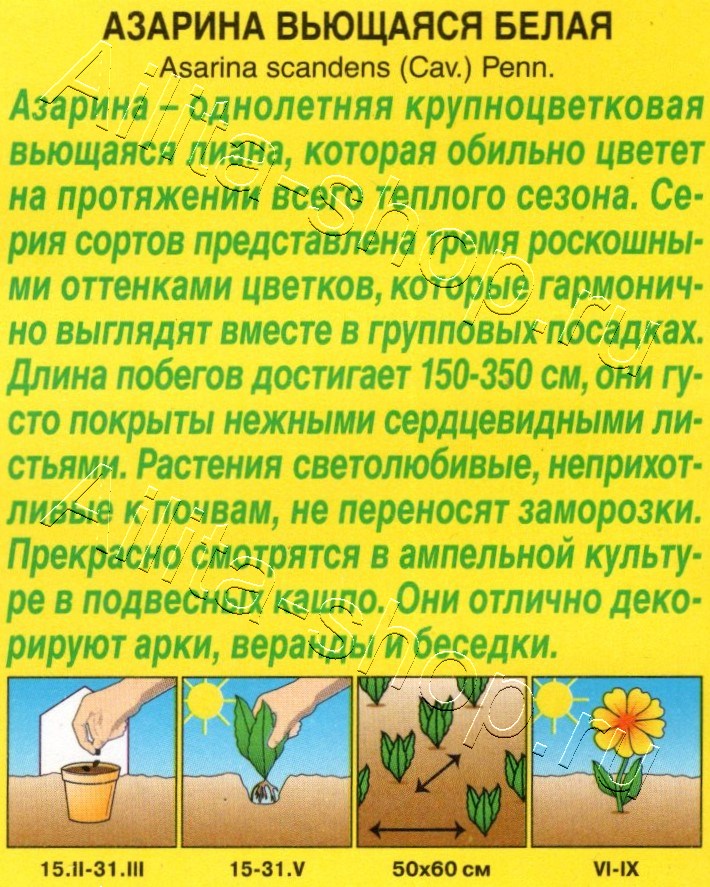 Азарина вьющаяся Белая 5шт