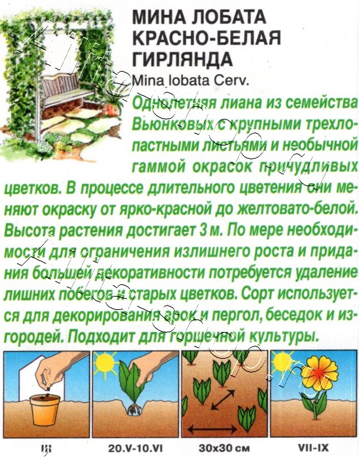 Мина лобата Красно-белая гирлянда 10шт