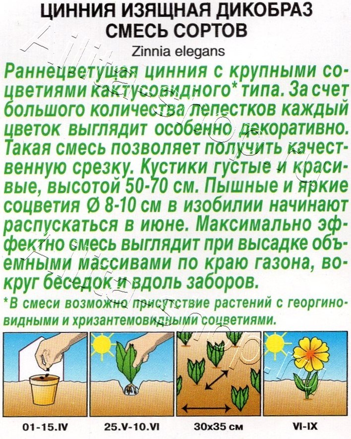 Цинния Дикобраз, смесь сортов 0,3г