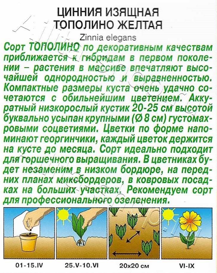 Цинния Тополино желтая 12шт