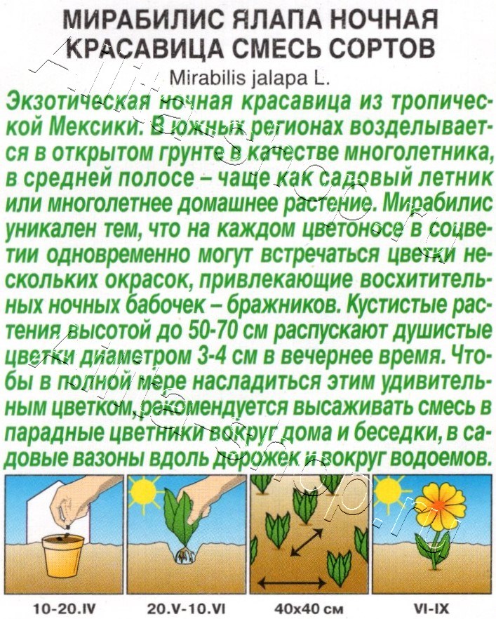 Мирабилис Ночная красавица, смесь сортов 1г