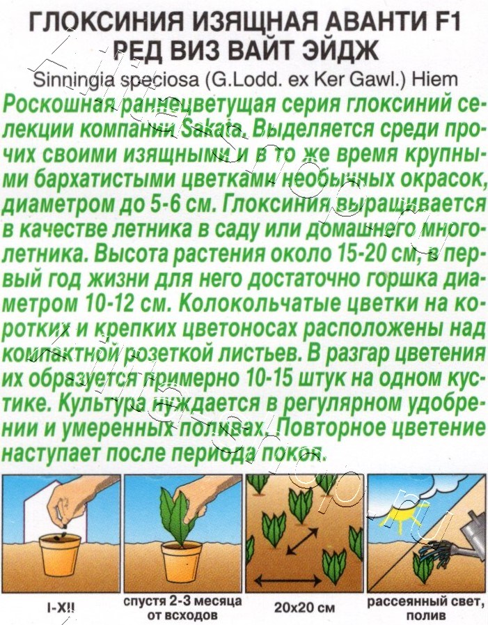 Глоксиния Аванти F1 ред виз вайт эйдж 5шт