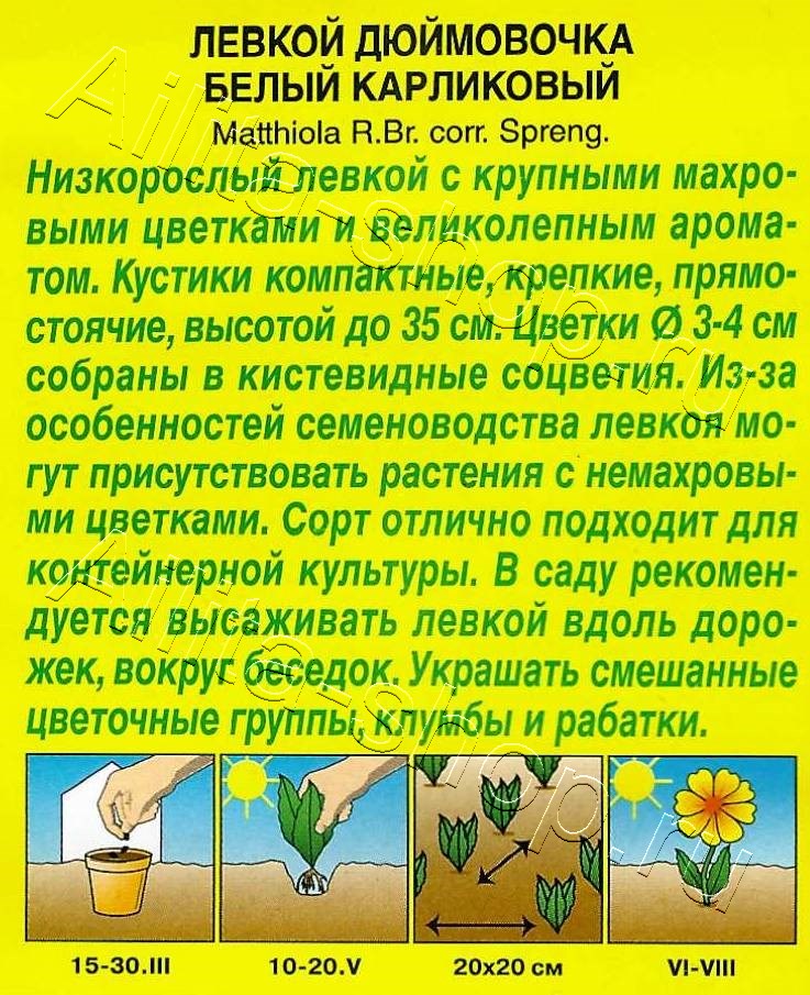 Левкой карликовый Дюймовочка белый 30шт