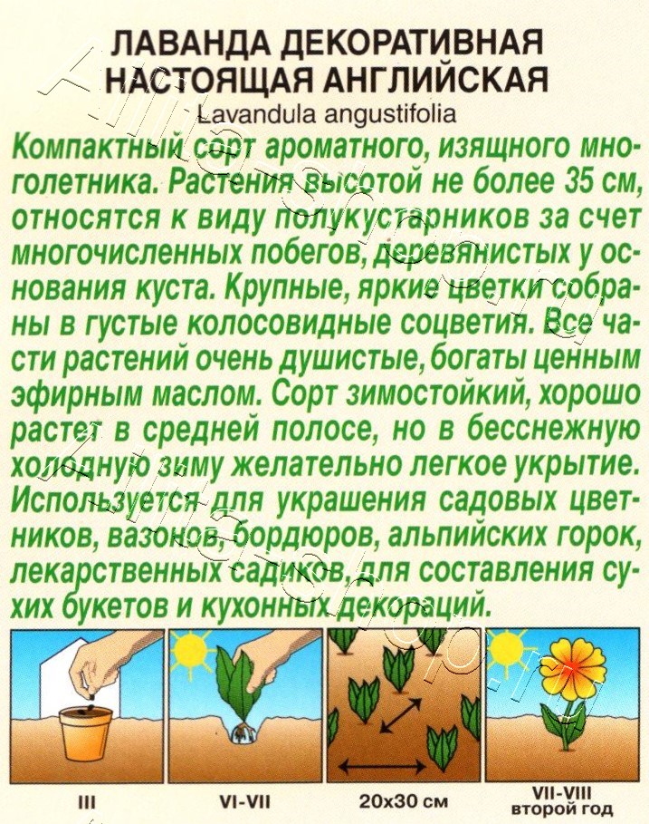 Лаванда декоративная настоящая Английская 0,1г