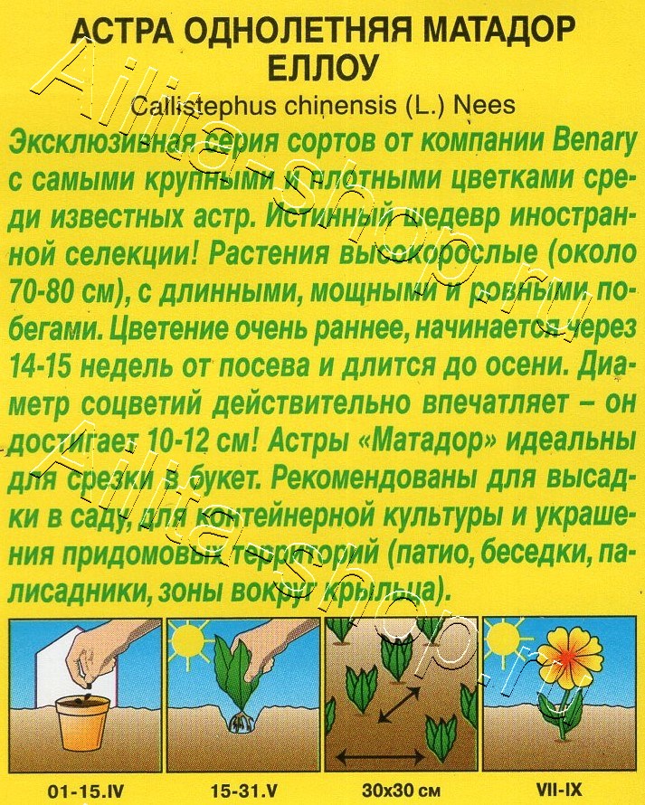 Астра Матадор еллоу 10шт