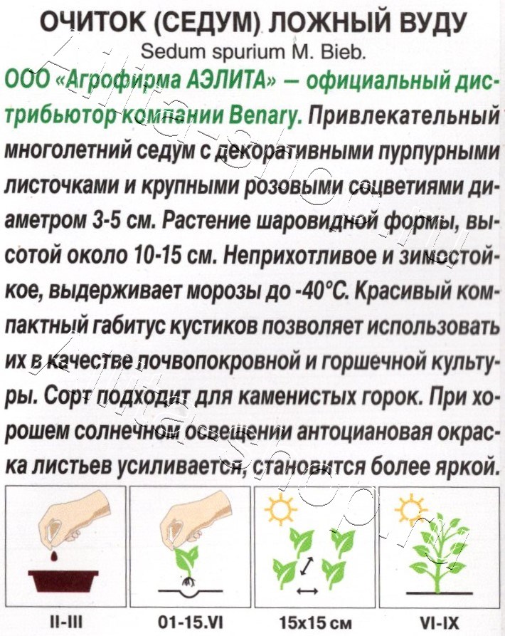 Очиток (Седум) ложный Вуду 5шт