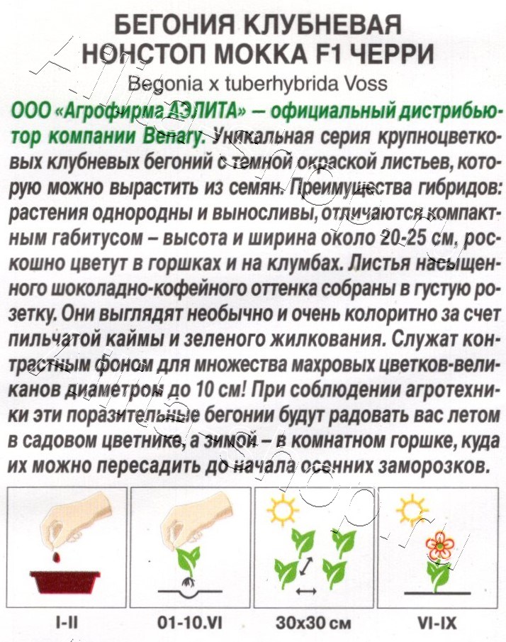 Бегония клубневая Нонстоп мокка F1 черри 5шт