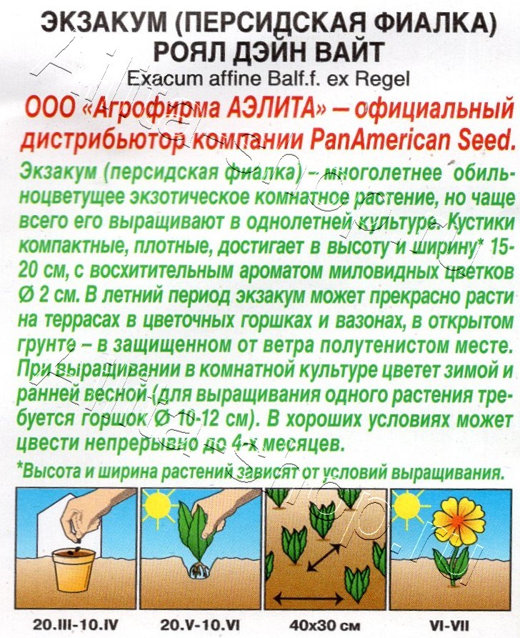 Экзакум (Персидская фиалка) Роял дэйн вайт 4шт