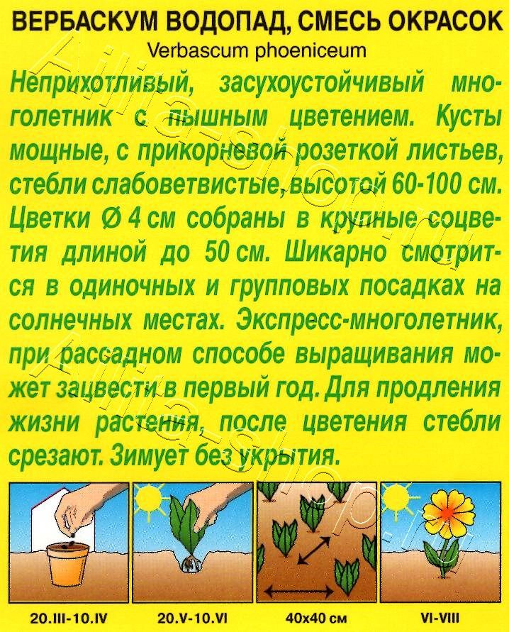 Вербаскум Водопад, смесь окрасок 0,1г