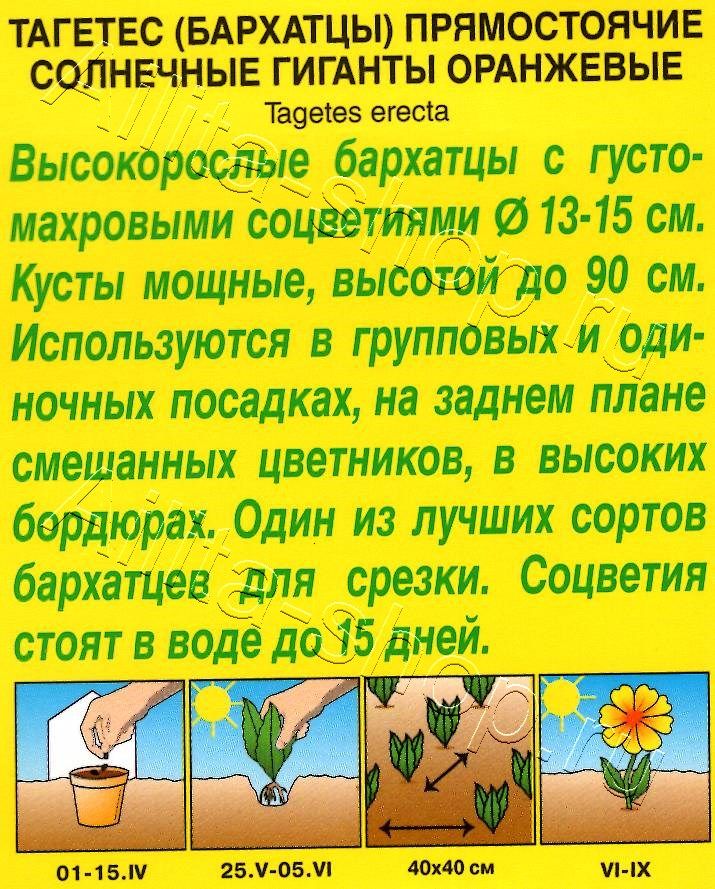 Бархатцы Сиерра оранжевые 0,3г