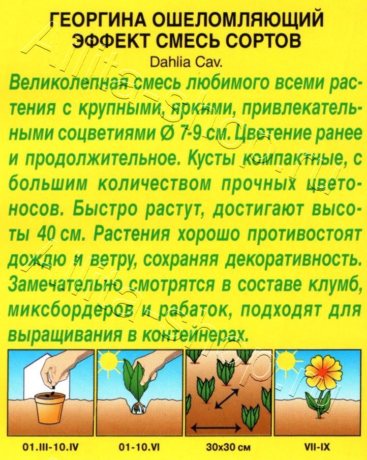 Георгина Ошеломляющий эффект, смесь окрасок 10шт